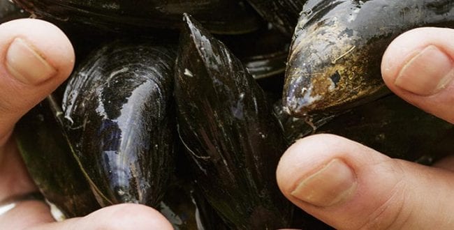 Killary Fjord shellfish mussels