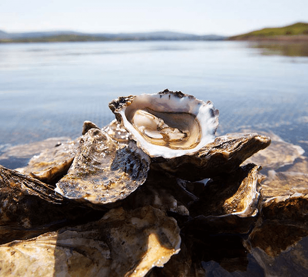 oyster-bar-dublin