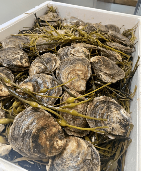 native-oysters-dublin