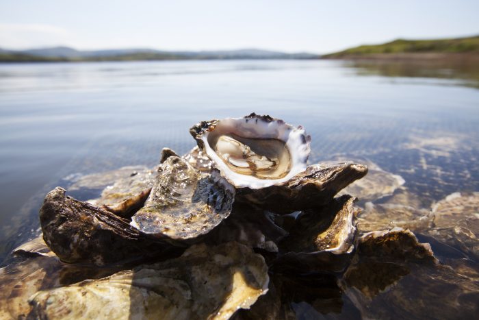 rock-oysters